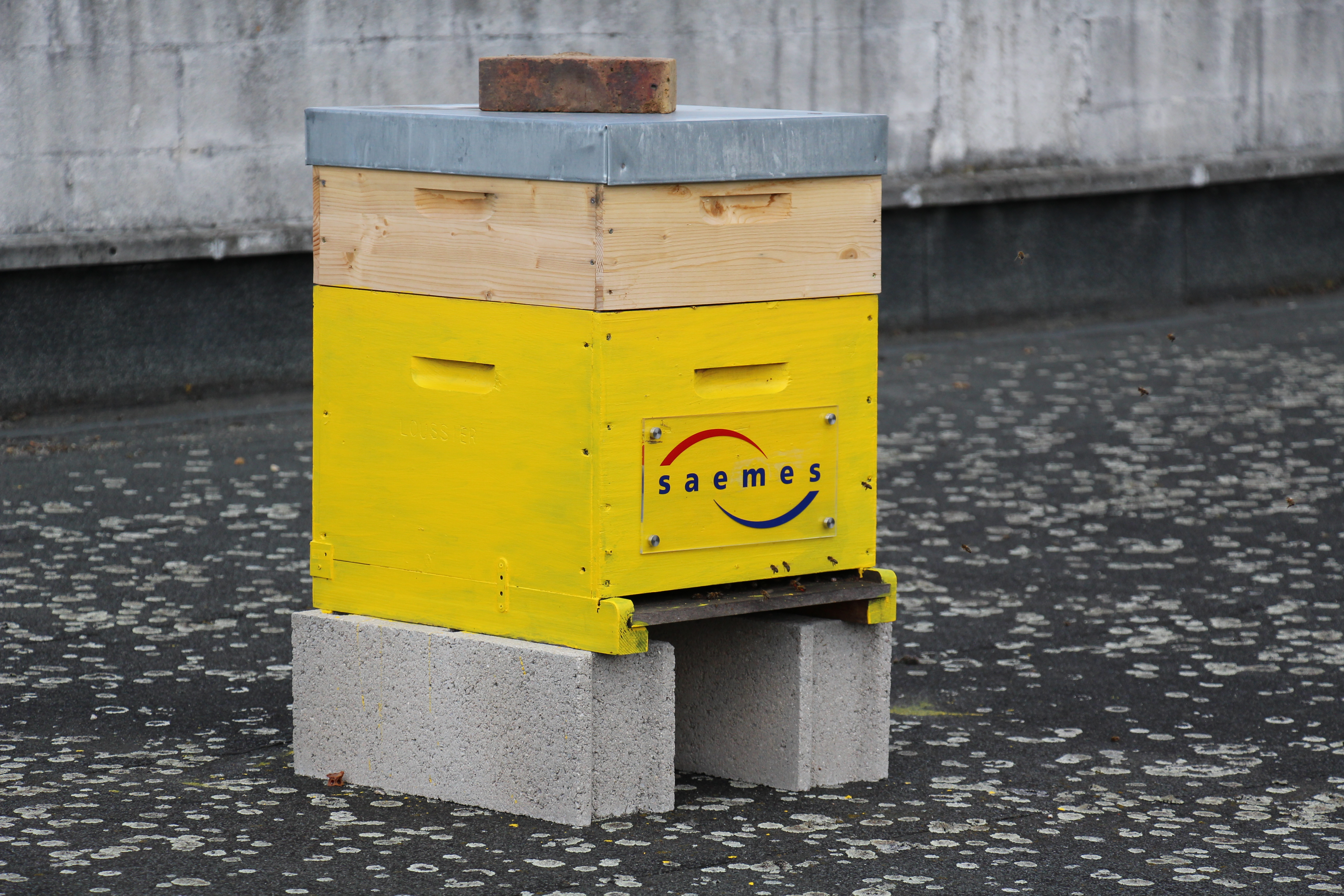 ruche jaune ruche jaune