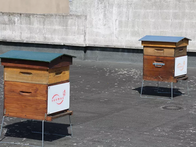 Ruches-toit-parking-Firmin-Gémier